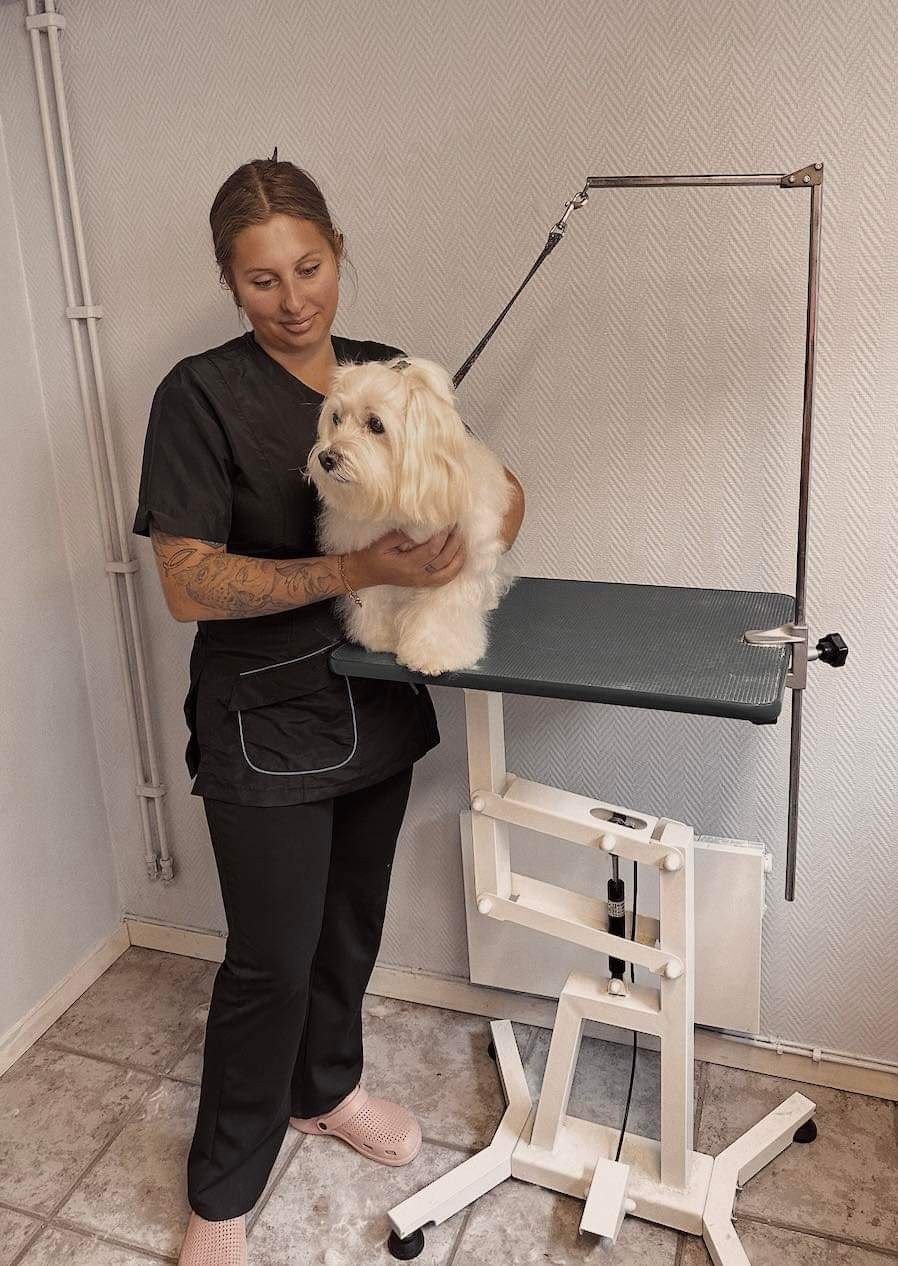 Julia arbetar med en ljus hund i salongen