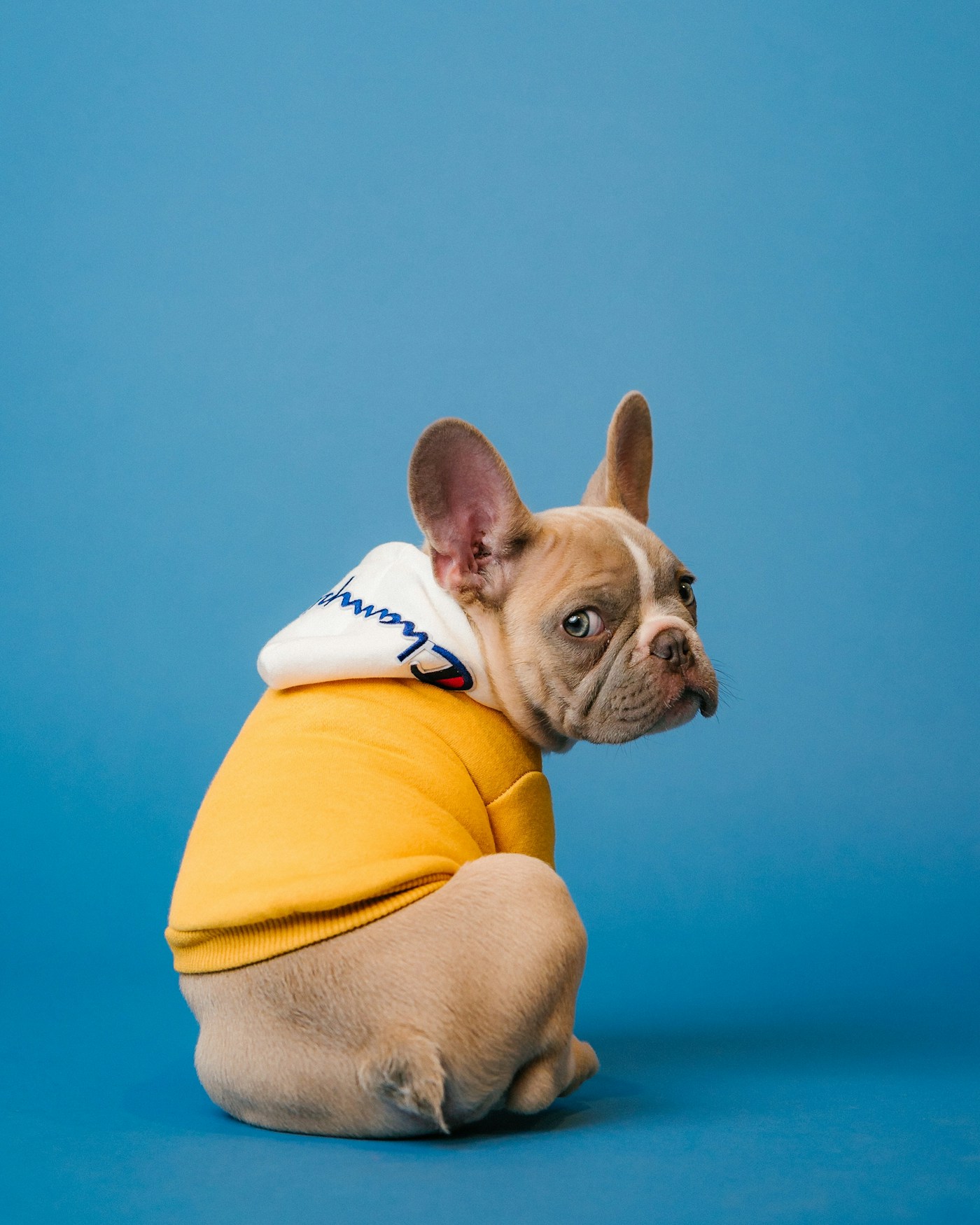 En liten hund med pigga öron, inspirationsbild